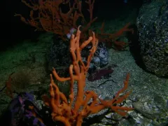 Isodictya rigida thumbnail 2