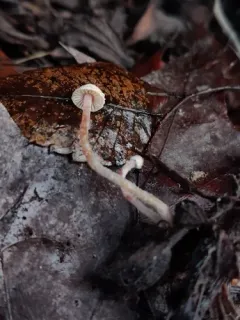 Flammulaster carpophilus thumbnail 4