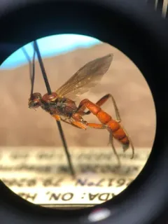 Rubicundiella mucronata thumbnail 2