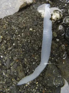 Schistocephalus solidus thumbnail 4