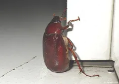 Phyllophaga rugosa thumbnail 4