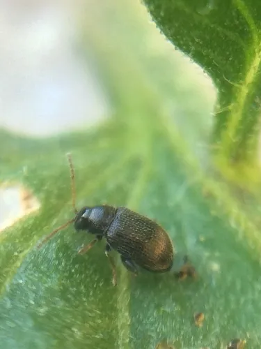 Tuber Flea Beetle