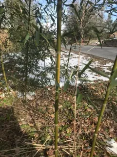 Yellow groove bamboo thumbnail 3