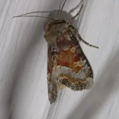 Bridgham's Brocade Moth thumbnail 4