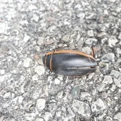 Harris's Diving Beetle thumbnail 2