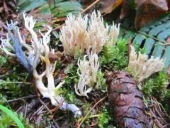 White Coral Fungus thumbnail 1