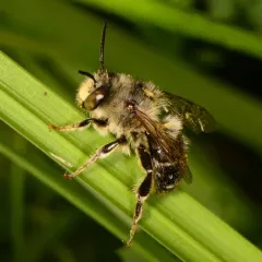 Orange-tipped Wood-digger thumbnail 2