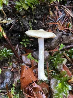 Inocybe insinuata thumbnail 3