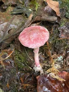 Lepiota decorata thumbnail 1