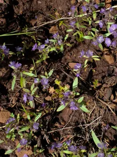 Peck's Phacelia thumbnail 2