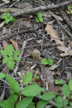 Morchella prava thumbnail 1