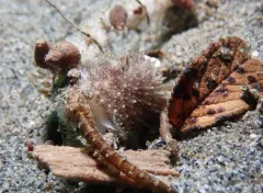 Brown Horned Dorid thumbnail 4