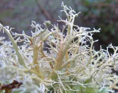 Ancient Coral Lichen thumbnail 2