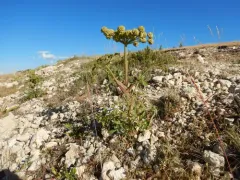 Rose Angelica thumbnail 2