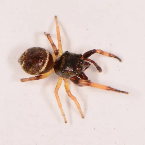 Hammer-jawed Jumping Spider