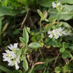 hoary alyssum thumbnail 1