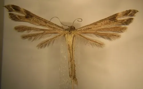Colorado Plume Moth