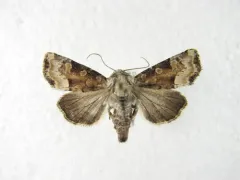 Neumogen's Quaker thumbnail 3