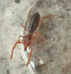 Eremobates scaber thumbnail 1