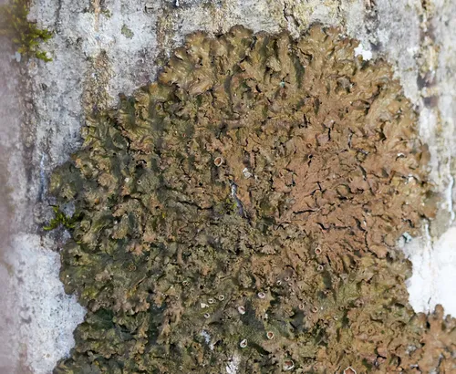 Spotted Camouflage Lichen