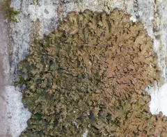 Spotted Camouflage Lichen thumbnail 1