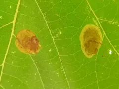 Sycamore Leaf Blotch Miner thumbnail 2