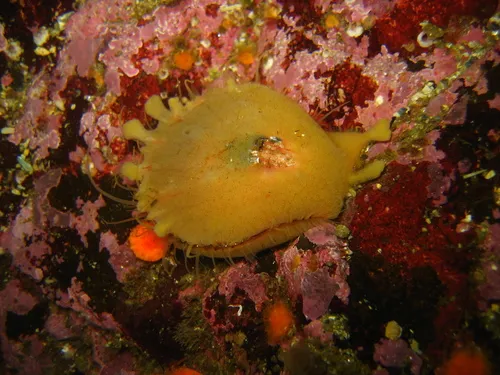 Myxilla incrustans