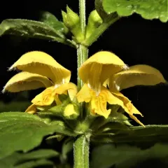 yellow archangel thumbnail 3