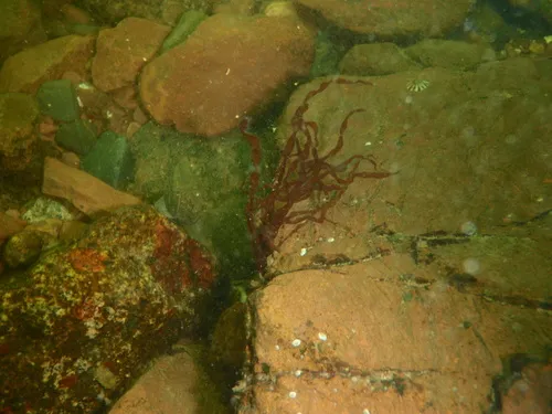 Worm Weed