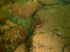 Worm Weed thumbnail 1
