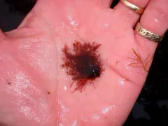 Scagelia pylaisaei thumbnail 3