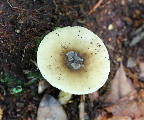 Old Potato Amanita