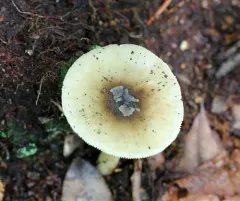 Old Potato Amanita thumbnail 1