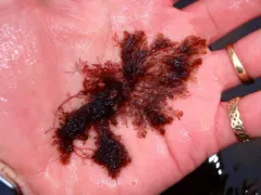 Vertebrata fucoides thumbnail 3