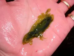 Monostroma grevillei thumbnail 2