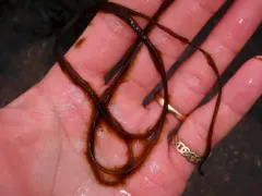 Halosiphon tomentosus thumbnail 1