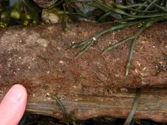 Melanosiphon intestinalis thumbnail 3