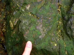 Urospora penicilliformis thumbnail 2