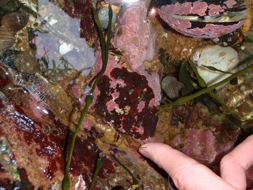 Peyssonnelia rosenvingei