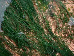 Chaetomorpha melagonium thumbnail 2
