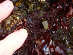 Rhodochorton purpureum thumbnail 4