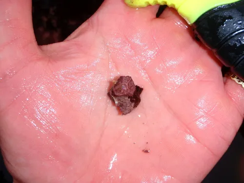 Clathromorphum compactum