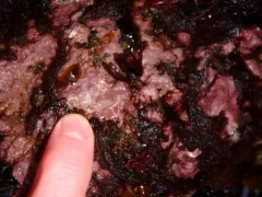 Clathromorphum circumscriptum thumbnail 4