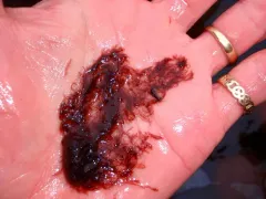 Antithamnionella floccosa thumbnail 2
