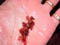 Northern sea fern thumbnail 4