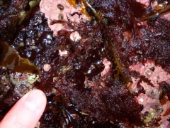 Rhodomela lycopodioides thumbnail 4