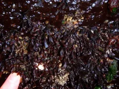 false Irish moss thumbnail 4