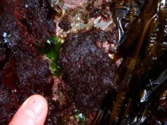 Plumaria plumosa thumbnail 3