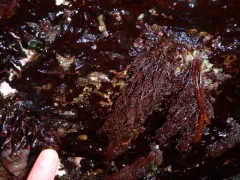 Bushy Red Weed thumbnail 2