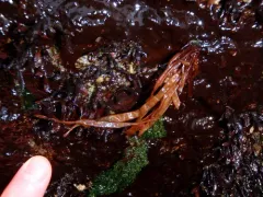 Devaleraea ramentacea thumbnail 4